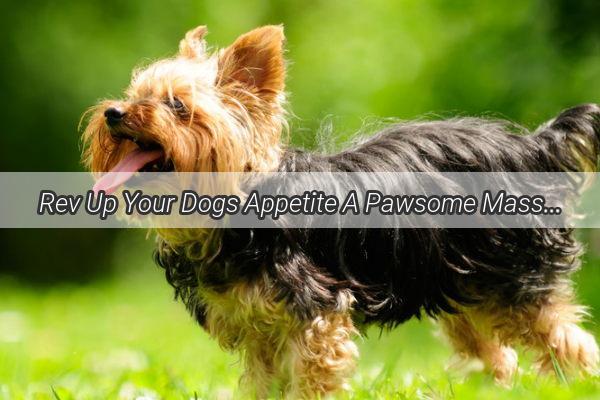 Rev Up Your Dogs Appetite A Pawsome Massage Guide to Canine Wellness